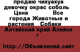 продаю чихуахуа девочку,окрас соболь › Цена ­ 25 000 - Все города Животные и растения » Собаки   . Алтайский край,Алейск г.